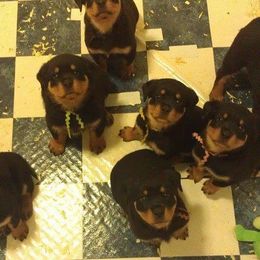 Rottweiler Puppies from 2Infinity Rottweilers LLC