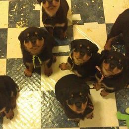 Rottweiler Puppies from 2Infinity Rottweilers LLC