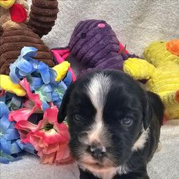 Sevyn - Black and white male Tibetan Terrier puppy in Dorena, Oregon from Angel Tibetans Of Oregon