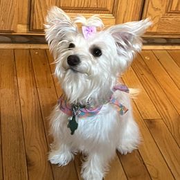 Rori - Yorkshire Terrier