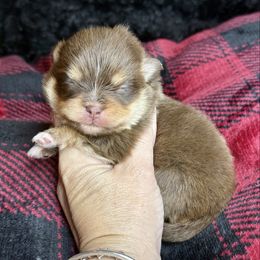 Ginger snap - Chocolate and tan female Pomeranian puppy in Kilgore, Texas from 5 Star Poms