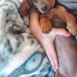 Blossom - Dachshund puppy in Tucson, Arizona from Luna May's daschunds