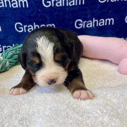 Girl 2 - female Bernese Mountain Dog puppy in Comer, Georgia from Water Oak Farm