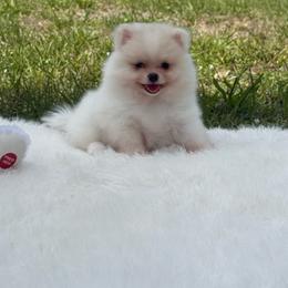 Pearl Chanel - Cream parti female Pomeranian puppy in Naples, Florida from Puppies Forever 💙❤️🐶