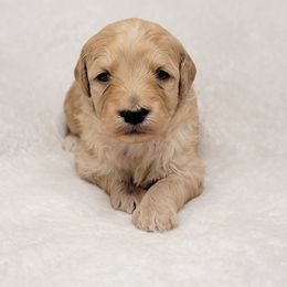 Goldendoodle Puppies from Lake Village Doodles