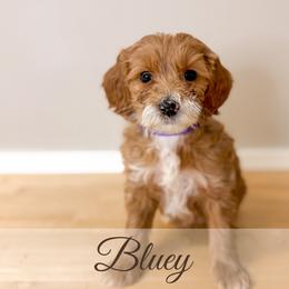 Bluey - Red  female Goldendoodle puppy in Melba, Idaho from KZ Doodles