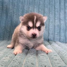 Saja - Blue male Pomsky puppy in Aberdeen, Idaho from Willow Creek Cresteds