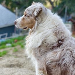 Cub - Australian Shepherd