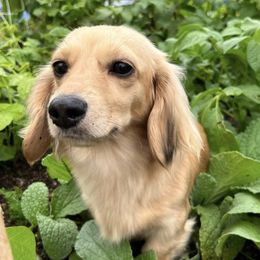 Dachshunds from Seaside Doxies