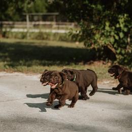 Labrador Retriever Puppies from Lonestar Labradors C&E
