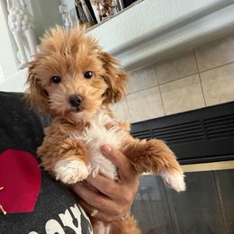 Sir Max - Apricot male Maltipoo puppy in Southern,, California from Maltipoo Tiny Pups & More