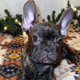French Bulldog Puppies from Southern Class Frenchies