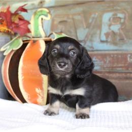 Jet - Black and cream male Dachshund puppy in Laurel, Mississippi from Kissinger Dachshunds