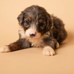 Brewer - Blue merle male Bernedoodle puppy in Ashland, Kentucky from Still Waters Farm