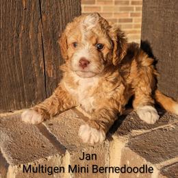 Jan- Orange girl - Red female Bernedoodle puppy in Weatherford, Texas from Donnasdoodlebugs