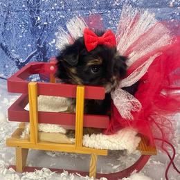 Kelsy - Black and tan female Yorkshire Terrier puppy in Albany, Minnesota from Sandy's Yorkshire Terriers