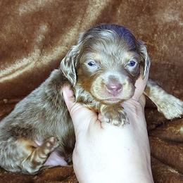 PIETRO - Dapple male Dachshund puppy in Swink, Oklahoma from Palali Farm