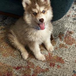 Girl 1 - Red and white female Siberian Husky puppy in Uhland, Texas from Siberian Huskies