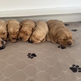 Labrador Retriever Puppies from Sun Ridge Labradors