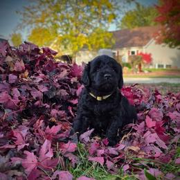 Venus - Black female Labradoodle puppy in Genoa City, Wisconsin from Sakura Pups
