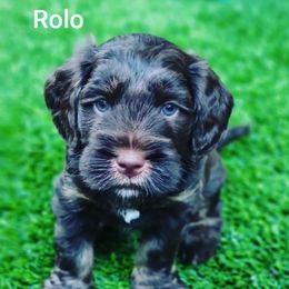 Australian Labradoodle Puppies from Providence Labradoodles