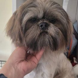Vader - Shih Tzu