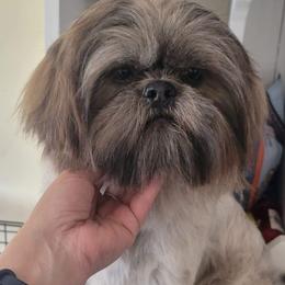 Vader - Shih Tzu