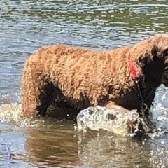 Chesapeake Bay Retrievers from Mystic Oaks Chesapeakes
