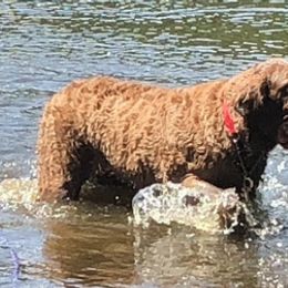 Chesapeake Bay Retrievers from Mystic Oaks Chesapeakes