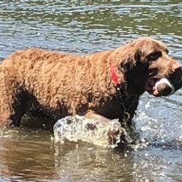 Chesapeake Bay Retrievers from Mystic Oaks Chesapeakes