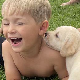 Labrador Retriever Puppies from BellaVista Labradors LLC