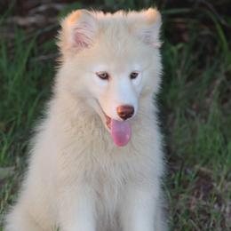 Casper - White male Siberian Husky puppy in Gorman, Texas from Bransford Paw Pack/Timber Huskies