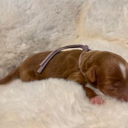 Charlotte - Red female Aussiedoodle puppy in Claremont, North Carolina from Magnolia Grove Farms