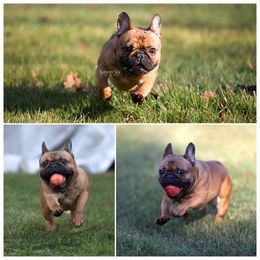 Redmen - French Bulldog