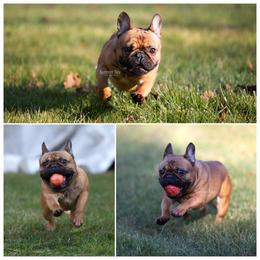 Redmen - French Bulldog