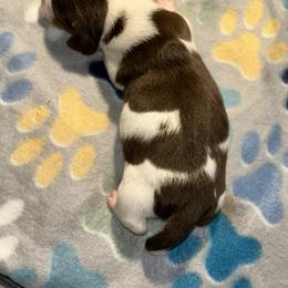 Dachshund Puppies from Dunham Dachshunds