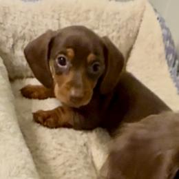 MYLA (green) - Chocolate and tan female Dachshund puppy in Vero Beach, Florida from Joseph’s Dachshunds