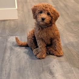 Bri - Red  female Goldendoodle puppy in Grosse Ile Township, Michigan from Mini Island Doodles
