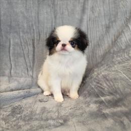 Jaxson - Black tan and white male Japanese Chin puppy in Romeoville, Illinois from KonopkaKennelsLLC