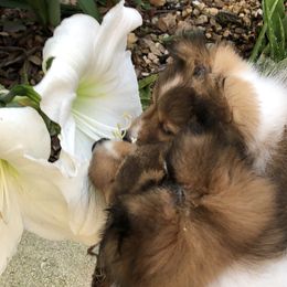 Shetland Sheepdog puppies from Yardart Shelties