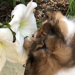 Shetland Sheepdog puppies from Yardart Shelties