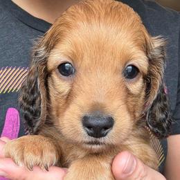 Graham - Sable male Dachshund puppy in West Plains, Missouri from Little Legs Legacy