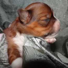 AKC SOPHIA - Lhasa Apso puppy from GyanGanj Lhasa Apso