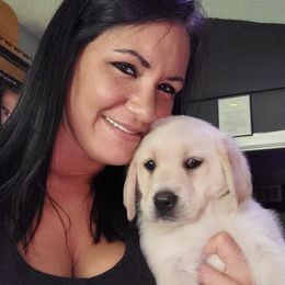 Dilute Retriever and Labrador Retriever Puppies from Hedge Lane Labradors