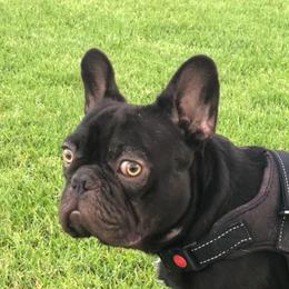 French Bulldogs from Golden Star Frenchies