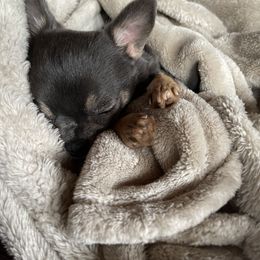 Chihuahua Puppies from Red Paw Chihuahuas