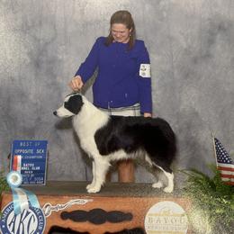 Border Collies from JoyLee Border Collies