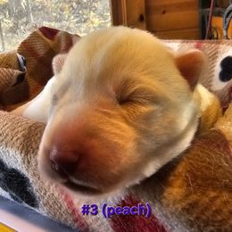 3 (peach) - White female Siberian Husky puppy in Dane, Wisconsin from Sunny Hurricane Siberians
