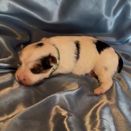 Grayson - Parti male Yorkshire Terrier puppy in Wagoner, Oklahoma from Rosenthal Yorkies