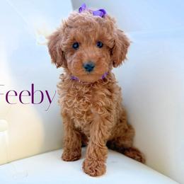 Feeby - Red  female Poodle puppy in Gilbert, Arizona from My Poodle Bears
